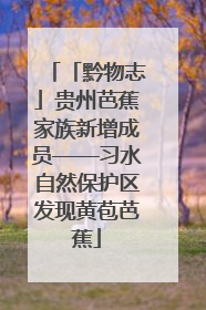 「黔物志」贵州芭蕉家族新增成员——习水自然保护区发现黄苞芭蕉