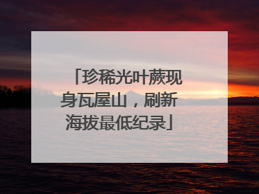 珍稀光叶蕨现身瓦屋山，刷新海拔最低纪录