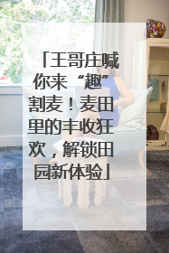 王哥庄喊你来“趣”割麦！麦田里的丰收狂欢，解锁田园新体验