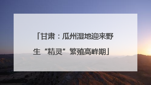 甘肃：瓜州湿地迎来野生“精灵”繁殖高峰期