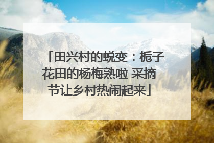 田兴村的蜕变：栀子花田的杨梅熟啦 采摘节让乡村热闹起来