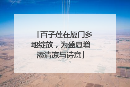 百子莲在厦门多地绽放，为盛夏增添清凉与诗意