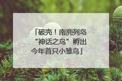 破壳！南麂列岛“神话之鸟”孵出今年首只小雏鸟