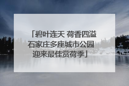 碧叶连天 荷香四溢 石家庄多座城市公园迎来最佳赏荷季