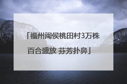 福州闽侯桃田村3万株百合盛放 芬芳扑鼻