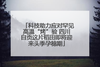 科技助力应对罕见高温“烤”验 四川自贡这片稻田即将迎来头季孕穗期