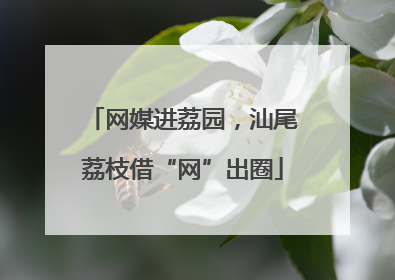 网媒进荔园，汕尾荔枝借“网”出圈