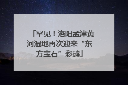 罕见！洛阳孟津黄河湿地再次迎来“东方宝石”彩鹮
