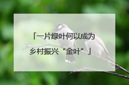 一片绿叶何以成为乡村振兴“金叶”