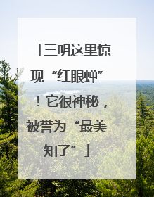 三明这里惊现“红眼蝉”！它很神秘，被誉为“最美知了”