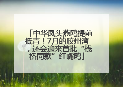 中华凤头燕鸥提前抵青！7月的胶州湾，还会迎来首批“栈桥同款”红嘴鸥