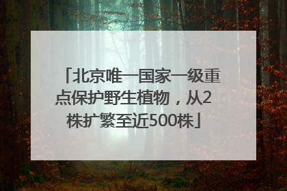 北京唯一国家一级重点保护野生植物，从2株扩繁至近500株