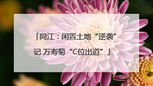 同江：闲置土地“逆袭”记 万寿菊“C位出道”