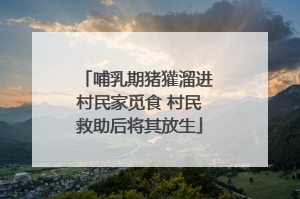 哺乳期猪獾溜进村民家觅食 村民救助后将其放生