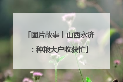 图片故事丨山西永济：种粮大户收获忙