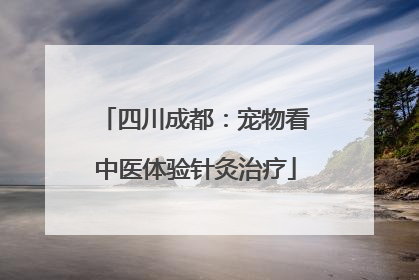 四川成都：宠物看中医体验针灸治疗