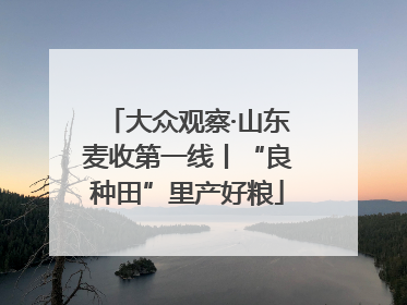 大众观察·山东麦收第一线丨“良种田”里产好粮