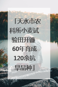 天水市农科所小麦试验田开镰 60年育成120余抗旱品种