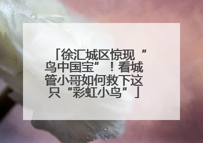 徐汇城区惊现“鸟中国宝”！看城管小哥如何救下这只“彩虹小鸟”
