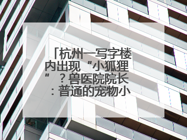 杭州一写字楼内出现“小狐狸”？兽医院院长：普通的宠物小狗，像狐狸犬