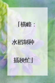 横峰：水稻制种插秧忙