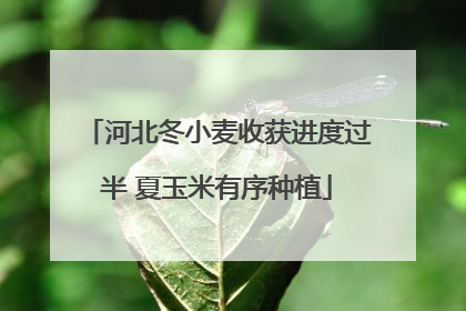 河北冬小麦收获进度过半 夏玉米有序种植