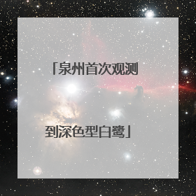 泉州首次观测到深色型白鹭