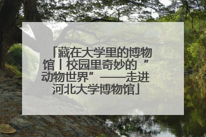 藏在大学里的博物馆丨校园里奇妙的“动物世界”——走进河北大学博物馆