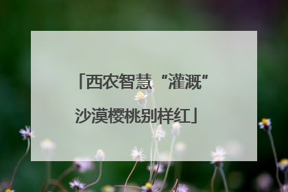 西农智慧“灌溉” 沙漠樱桃别样红