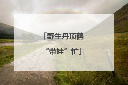 野生丹顶鹤“带娃”忙