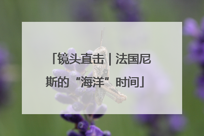 镜头直击｜法国尼斯的“海洋”时间