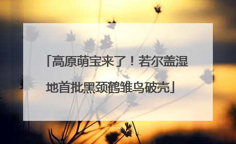 高原萌宝来了！若尔盖湿地首批黑颈鹤雏鸟破壳