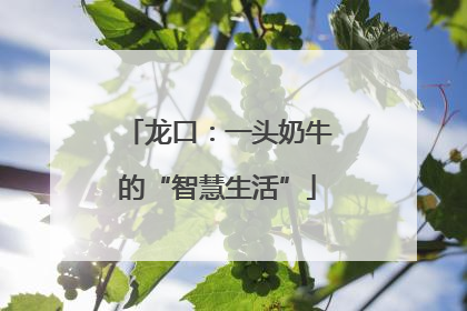 龙口：一头奶牛的“智慧生活”