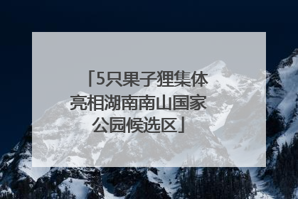 5只果子狸集体亮相湖南南山国家公园候选区