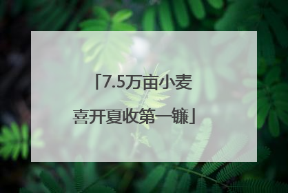 7.5万亩小麦喜开夏收第一镰
